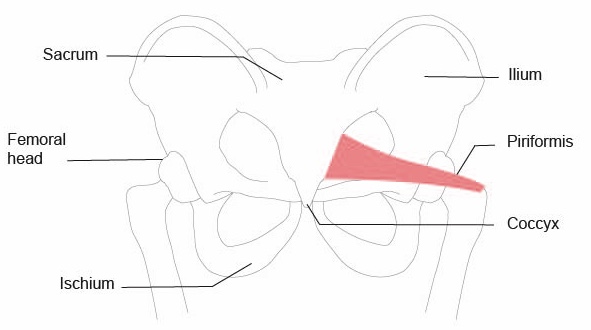 Piriformis muscle path
