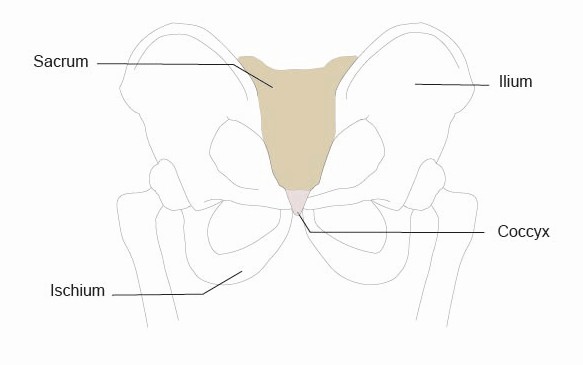 sacrum